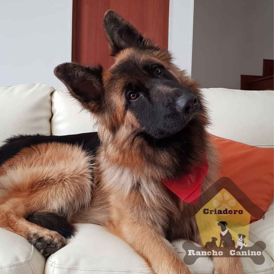 Cachorros en venta Bogotá